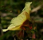 Hibiscus surattensis