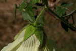 Hibiscus vitifolius subsp. vitifolius