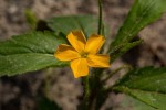 Tricliceras glanduliferum