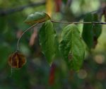 Combretum celastroides subsp. celastroides