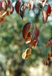 Combretum celastroides subsp. celastroides