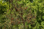 Combretum hereroense subsp. hereroense