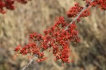 Combretum microphyllum