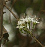 Combretum mossambicense