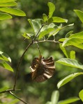 Combretum zeyheri