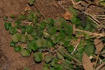 Dichondra micrantha