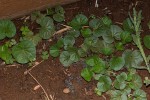 Dichondra micrantha