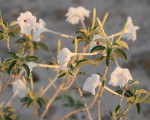 Ipomoea adenioides var. adenioides