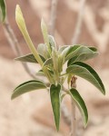 Ipomoea adenioides var. adenioides