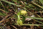 Ipomoea alba