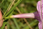 Ipomoea barteri var. barteri