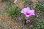 Ipomoea bolusiana