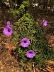 Ipomoea cairica var. cairica