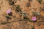 Ipomoea magnusiana