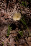 Ipomoea obscura var. obscura