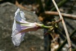 Ipomoea shirambensis