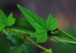 Ipomoea simonsiana