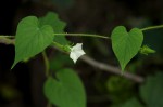 Ipomoea sinensis subsp. sinensis