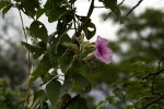 Ipomoea verbascoidea