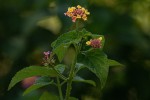 Lantana camara