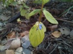 Coleus rhodesianum