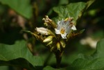 Solanum chrysotrichum