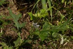 Solanum macrocarpon