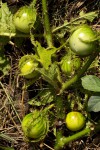 Solanum macrocarpon