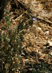 Barleria affinis subsp. affinis