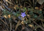 Barleria affinis subsp. affinis