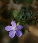 Barleria affinis subsp. affinis