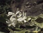 Barleria albostellata