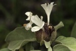 Barleria albostellata