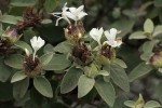 Barleria albostellata