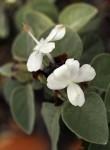 Barleria albostellata