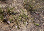 Barleria macrostegia