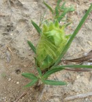 Barleria macrostegia