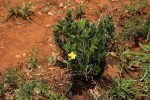 Barleria randii