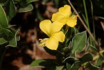 Barleria randii