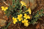 Barleria randii