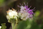 Vernonia calvoana subsp. meridionalis