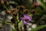 Vernonia muelleri subsp. muelleri