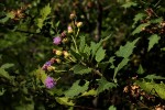 Vernonia muelleri subsp. muelleri