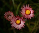 Helichrysum adenocarpum subsp. adenocarpum