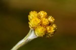 Helichrysum cephaloideum