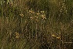 Helichrysum cephaloideum