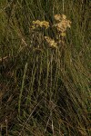 Helichrysum cephaloideum