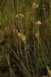 Helichrysum cephaloideum