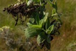 Helichrysum cephaloideum