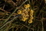 Helichrysum cephaloideum